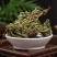 卷柏中药材生卷柏水洗卷柏九死还魂草石柏岩柏还阳草不
