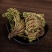 卷柏中药材生卷柏水洗卷柏九死还魂草石柏岩柏还阳草不