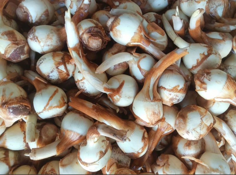 新鲜白茨菇基地直供大中小都有