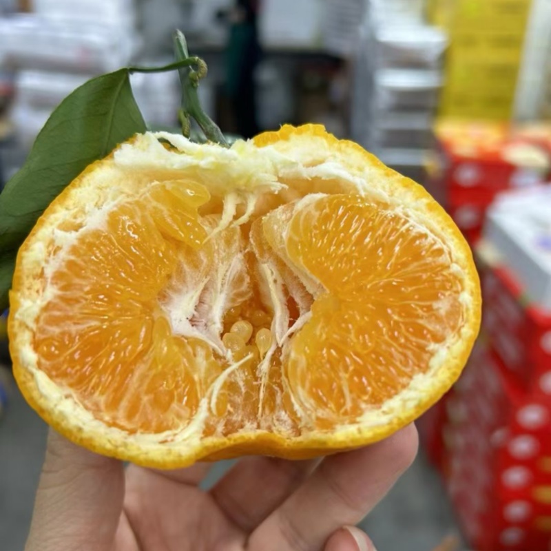 四川丑橘大量上市量大质优欢迎老板来电看货选购