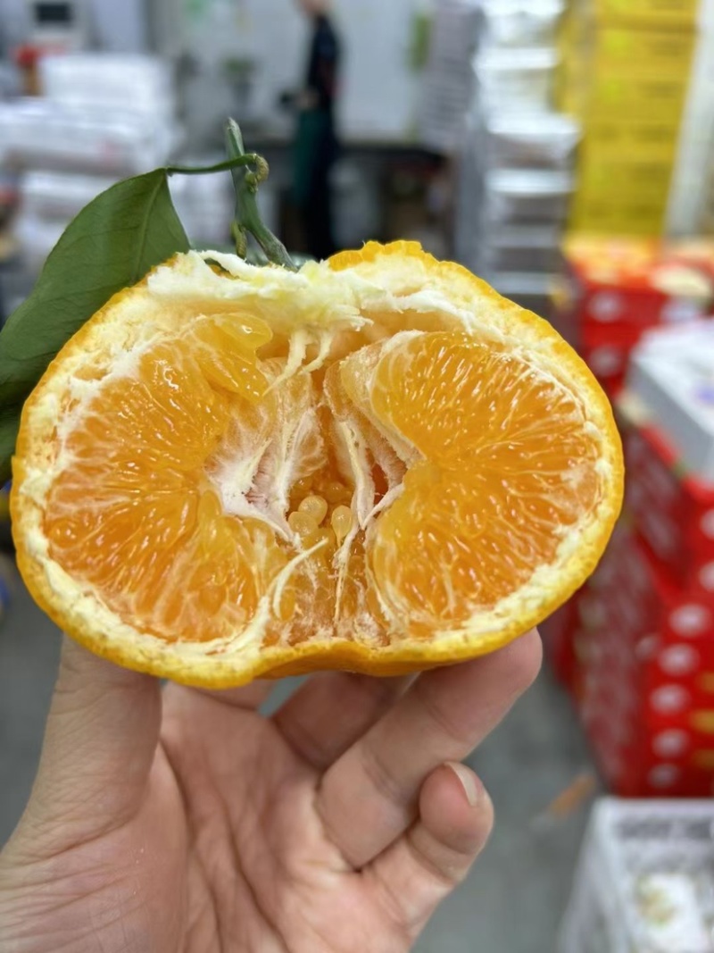 四川丑橘大量上市量大质优欢迎老板来电看货选购