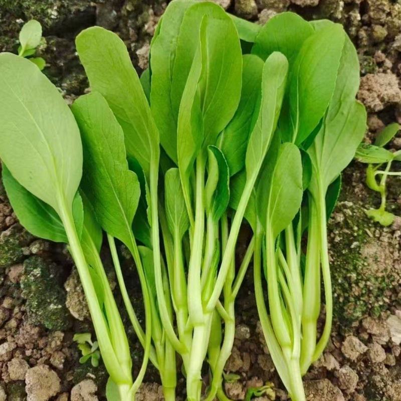 鸡毛菜