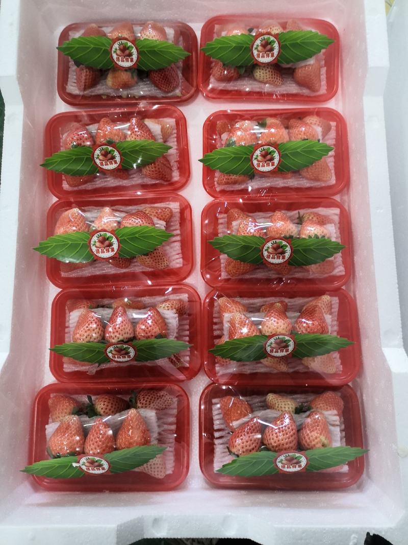 【草莓】奶油宁玉草莓产地直发对接全国市场档口实体门店商超