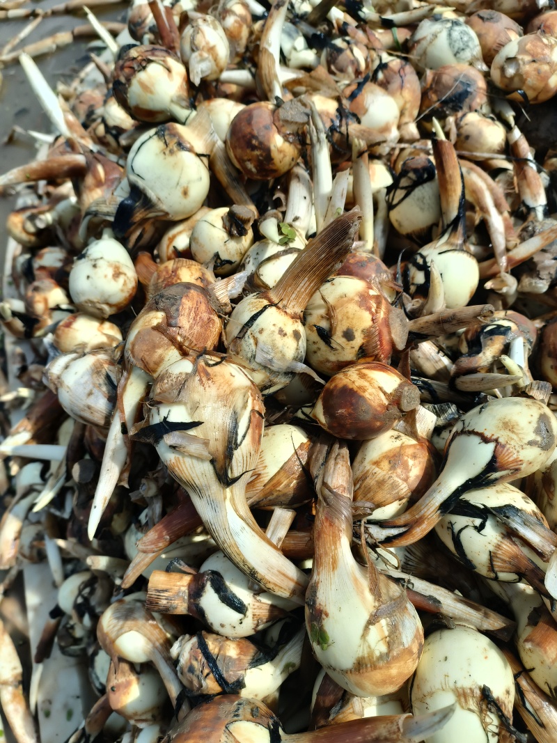 白茨菇上百亩产地大中小果全有