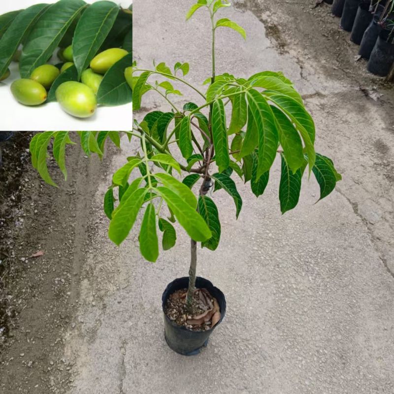 青橄榄/苏州橄榄/正品嫁接苗