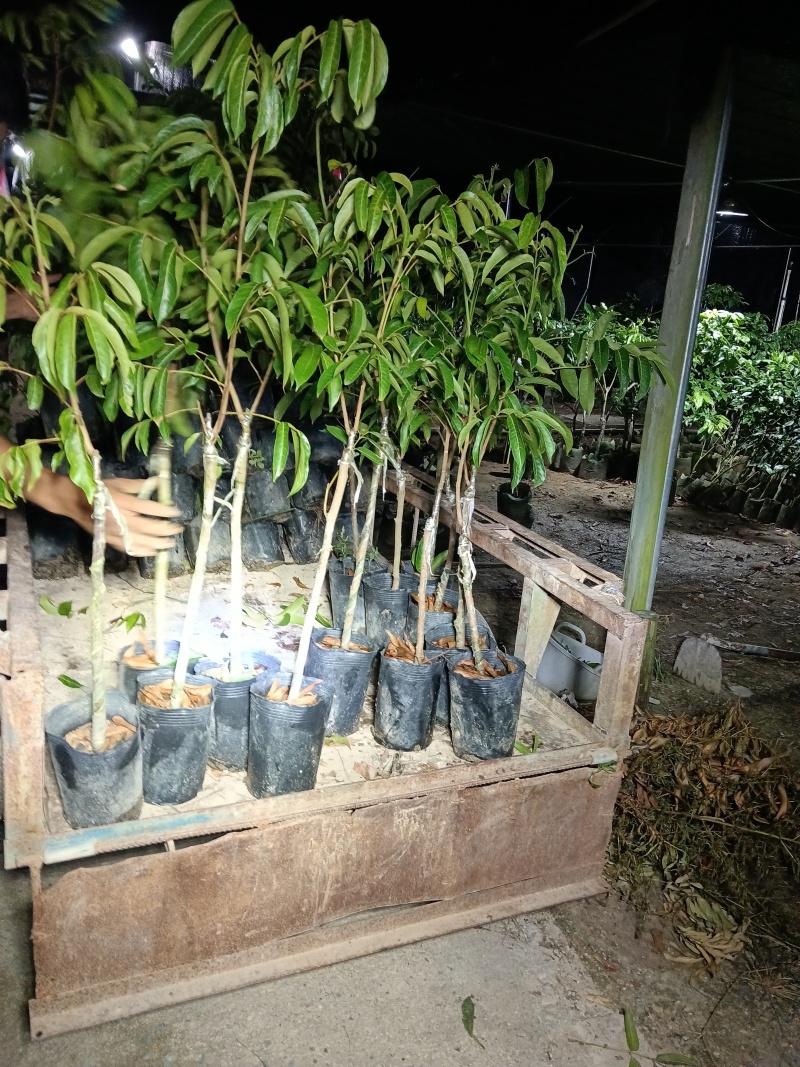 青橄榄/苏州橄榄/正品嫁接苗