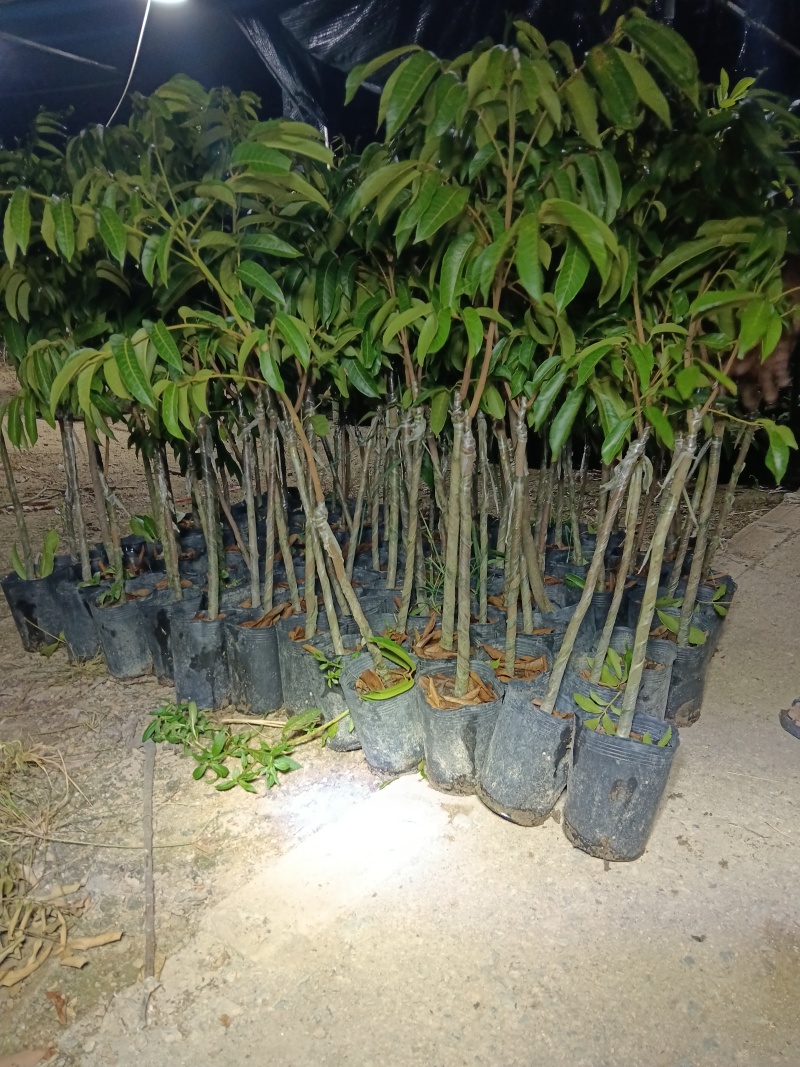 青橄榄/苏州橄榄/正品嫁接苗