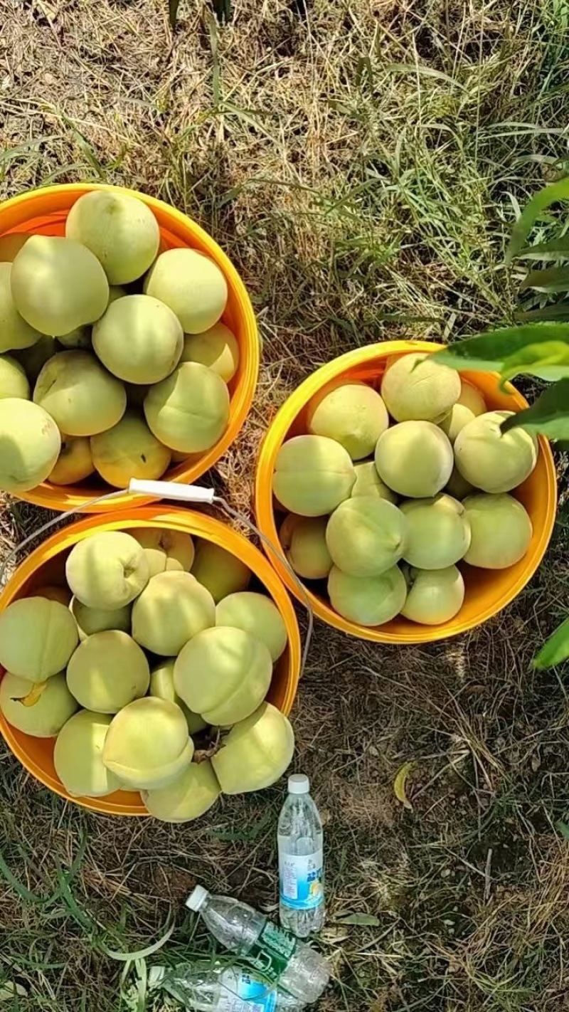 国庆中秋福利金秋红蜜月底开始