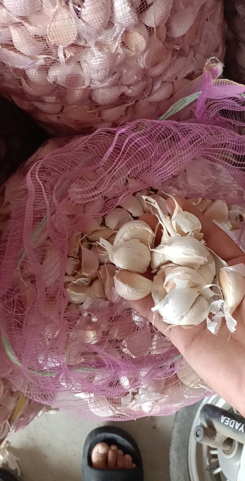 苍山四六瓣蒜种瓣
