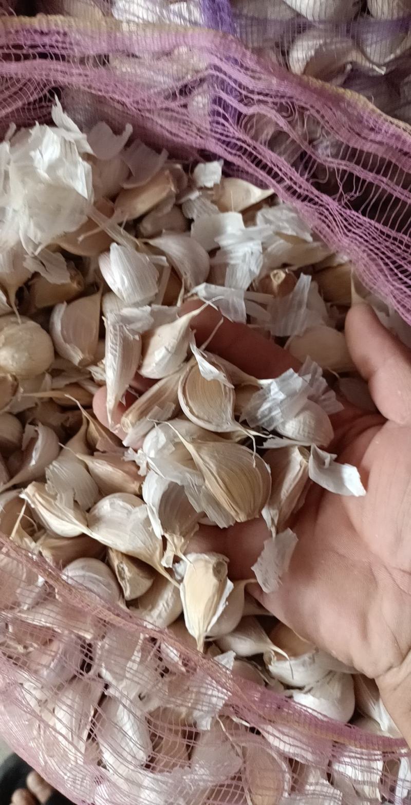 苍山四六瓣蒜种瓣