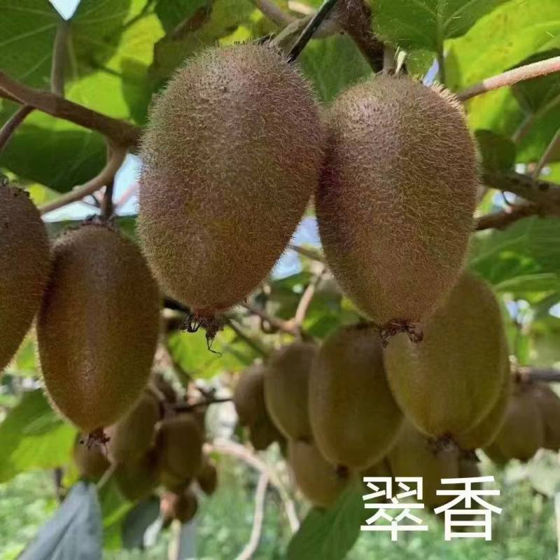 陕西周至猕猴桃基地，精品翠香猕猴桃，支持一件代发