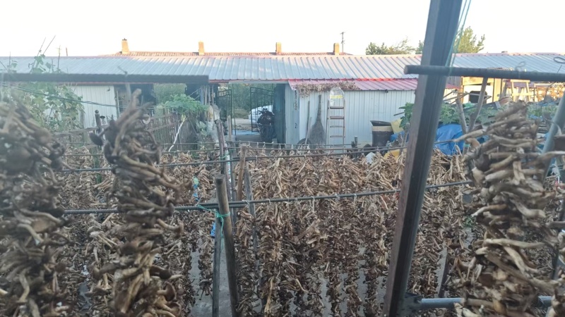 通北林区坝蘑，手工穿串晾晒