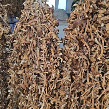 通北林区坝蘑，手工穿串晾晒