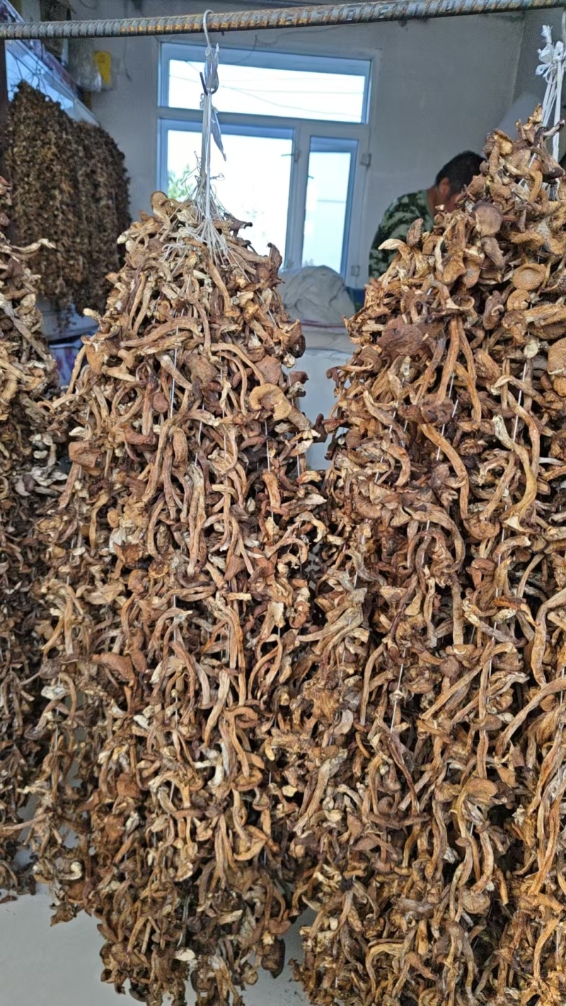 通北林区坝蘑，手工穿串晾晒