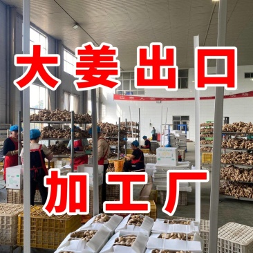 大姜出口加工丨产地直发丨货源稳定丨按需做货丨欢迎洽谈合作
