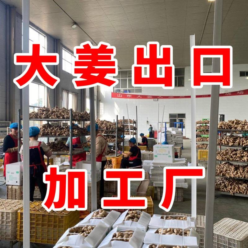 大姜出口加工丨产地直发丨货源稳定丨按需做货丨欢迎洽谈合作