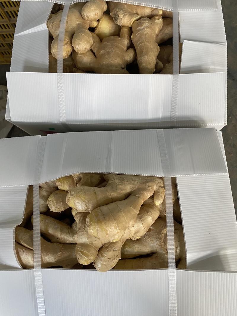大姜出口加工丨产地直发丨货源稳定丨按需做货丨欢迎洽谈合作