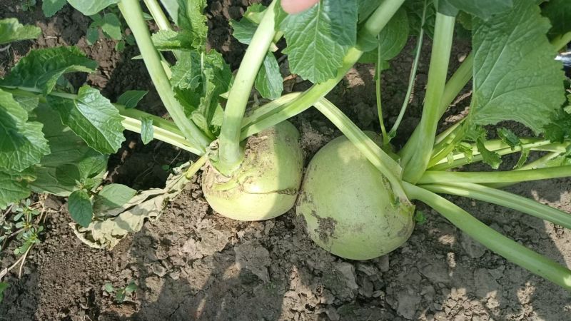 芥菜大量上市价格美丽欢迎采购产地直发需要的联系