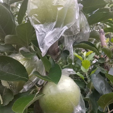 河北唐山乐亭王琳苹果大量上市需要的朋友们联系