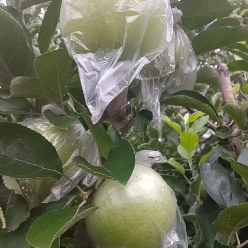 河北唐山乐亭王琳苹果大量上市需要的朋友们联系