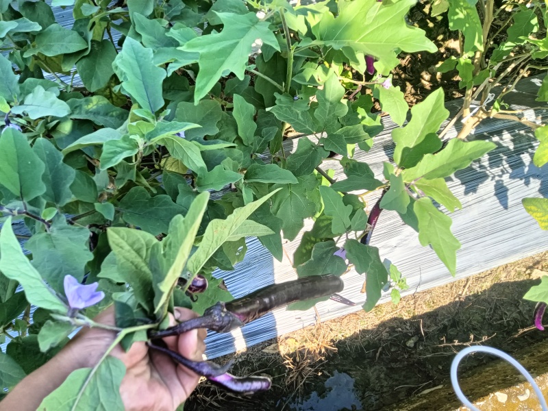 精品茄子