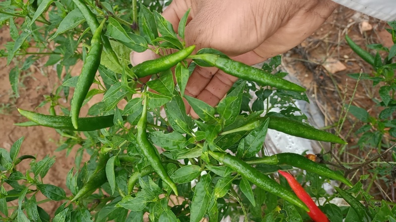 小米椒大量有货货源充足一手货源保质保量