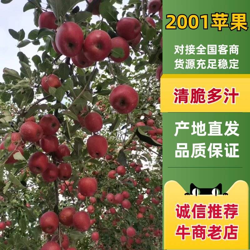 2001苹果果园直供全国无死角代办对接批发采购商超电商等