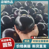 山东省聊城市紫光园茄大量有货对接