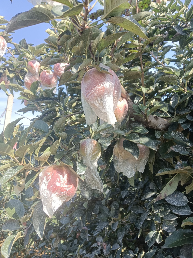 红星萍果