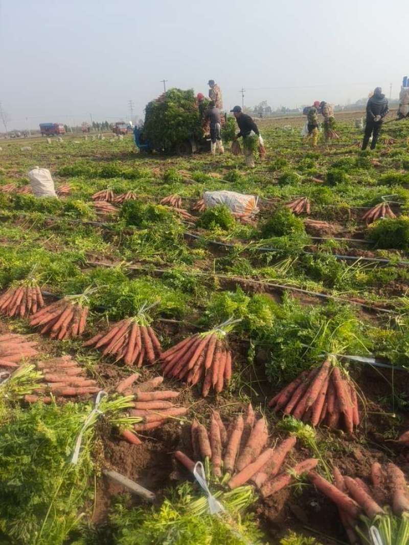 称杆红萝卜陕西大荔红萝卜带叶水果胡萝卜带英发货