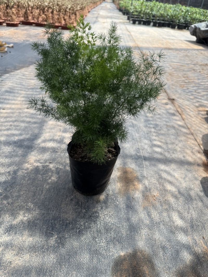 蓬莱松规格齐全带盆整箱批发基地直发