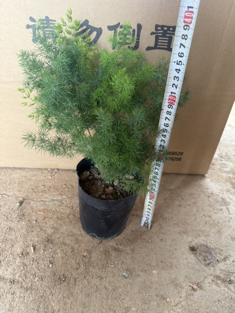 蓬莱松规格齐全带盆整箱批发基地直发