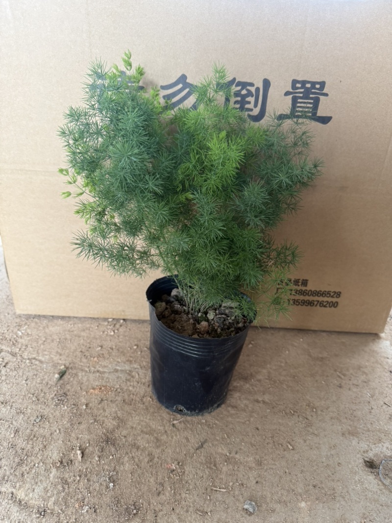 蓬莱松规格齐全带盆整箱批发基地直发
