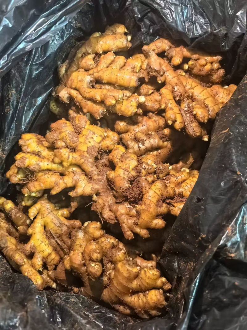 库存生姜，湖南2号
