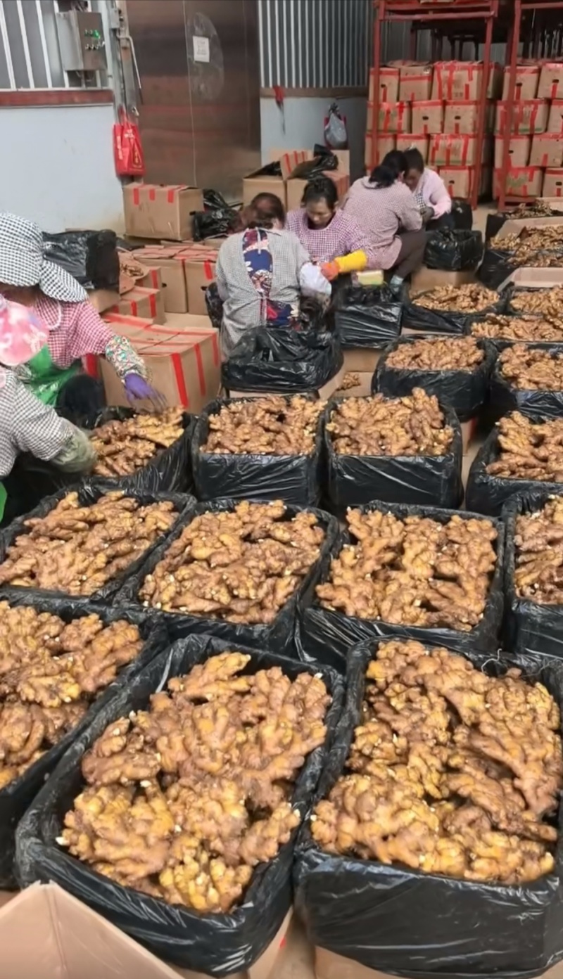 库存生姜，湖南2号