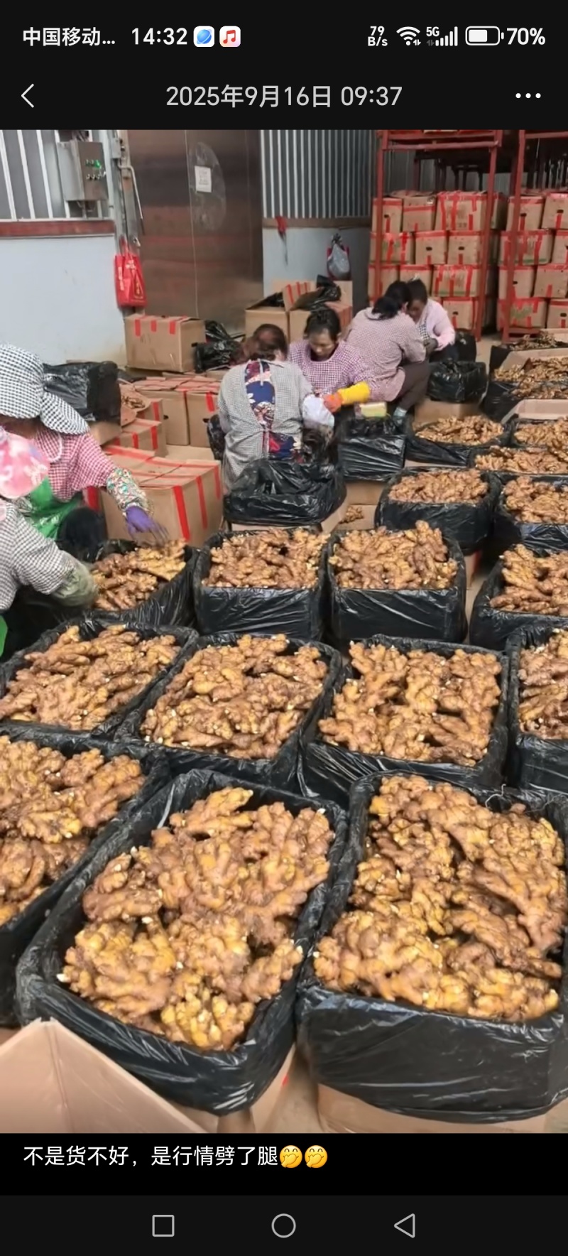 库存生姜，湖南2号