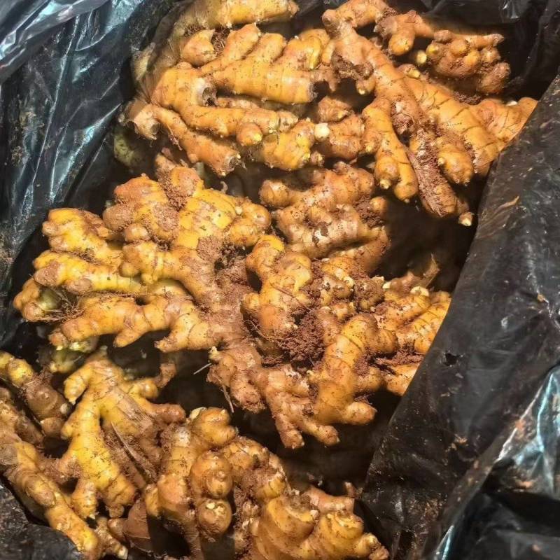 库存生姜，湖南2号