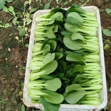 大棚精品上海青产地一手货源