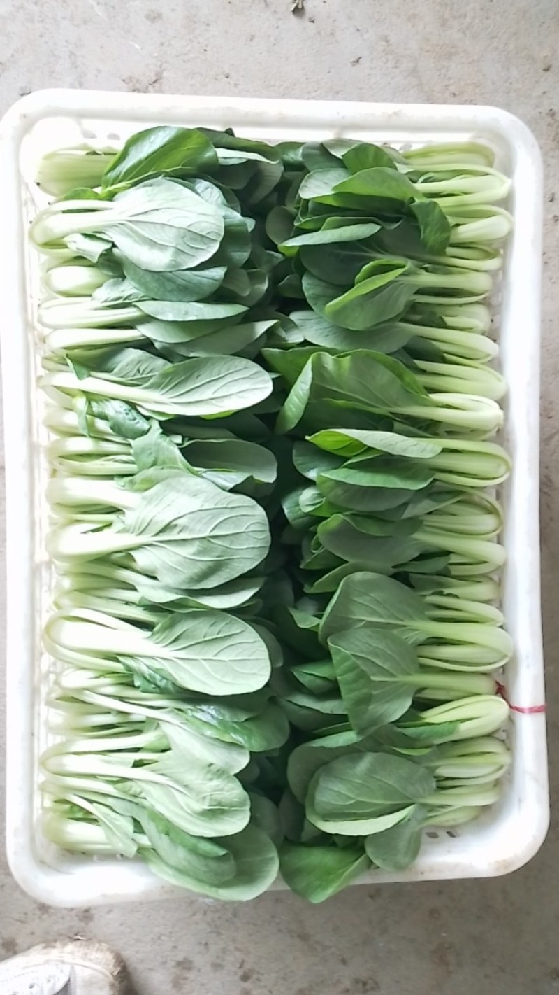 大棚精品上海青产地一手货源