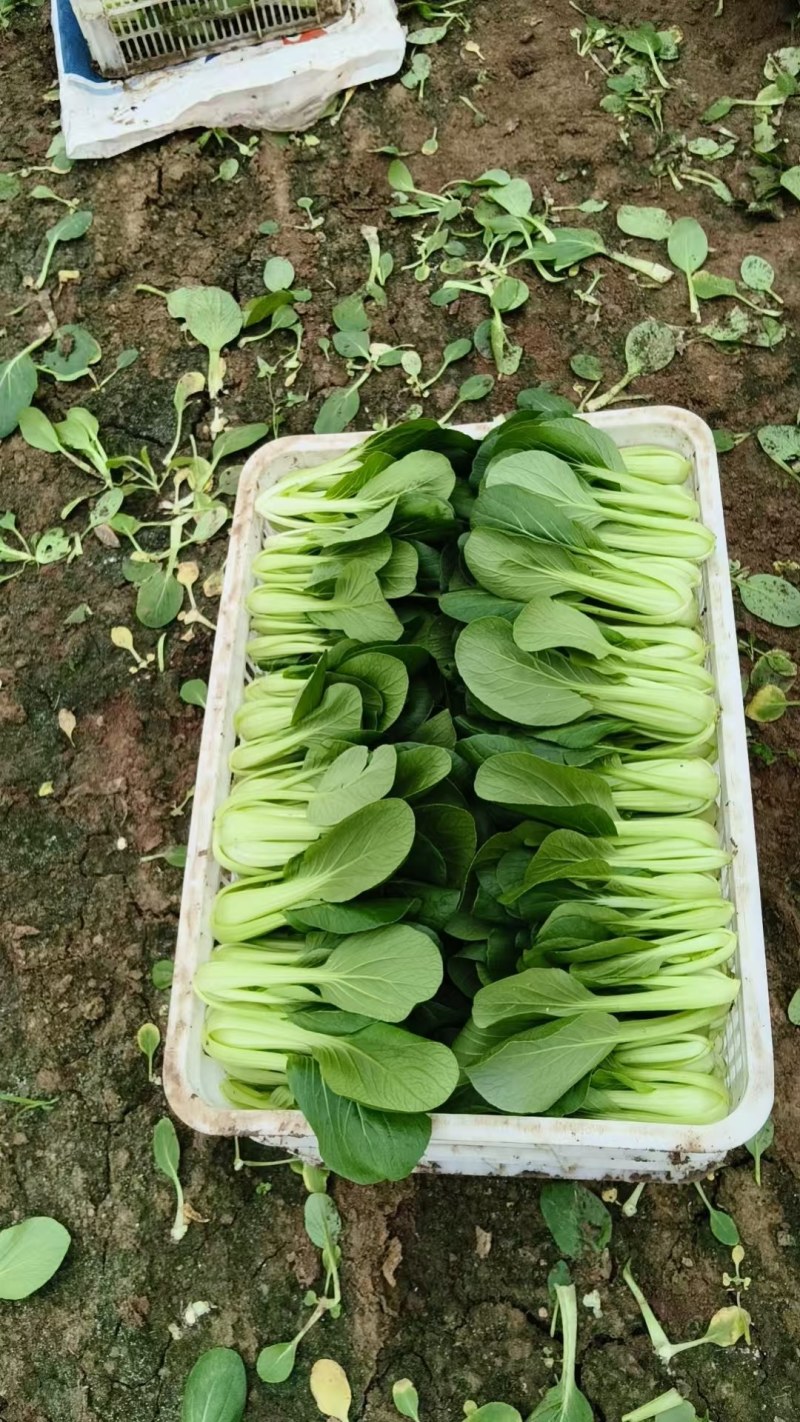 大棚精品上海青产地一手货源