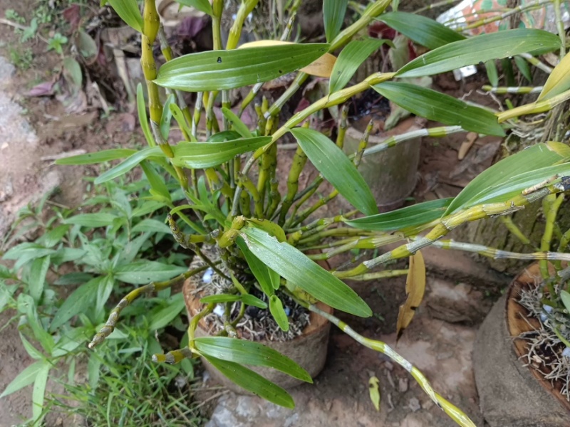 石斛茶
