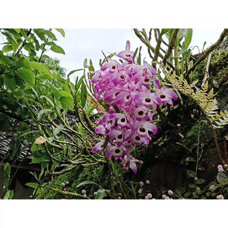 石斛茶