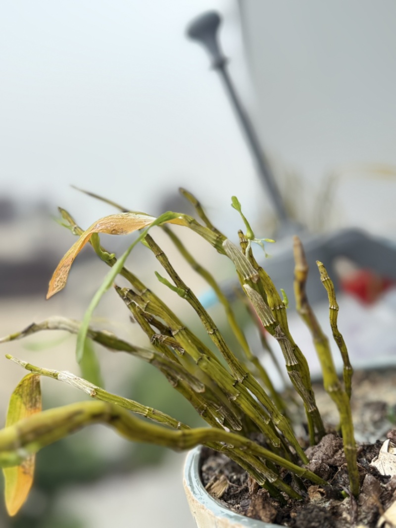 石斛茶