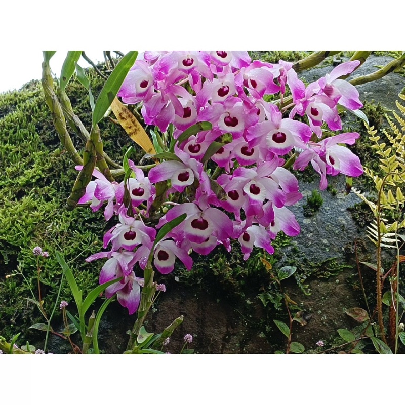 石斛茶