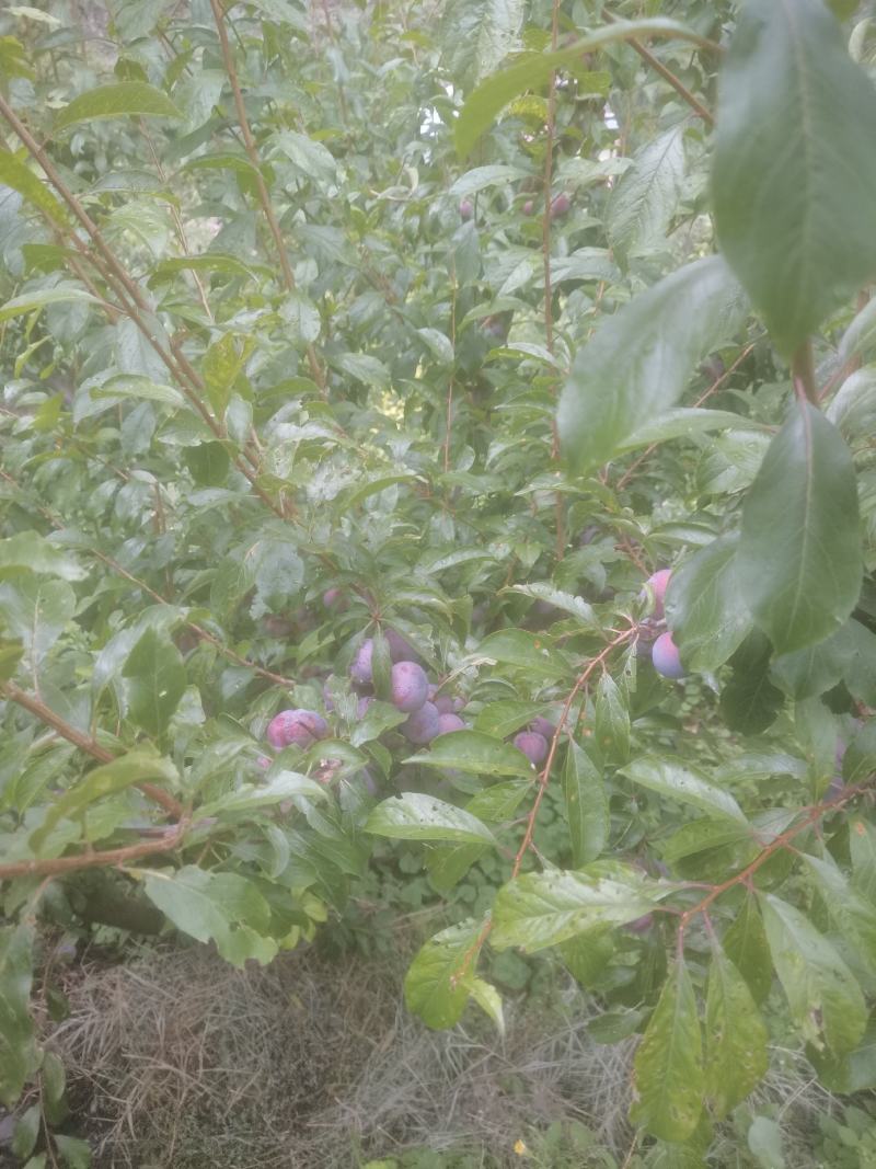 茂县脆红李。