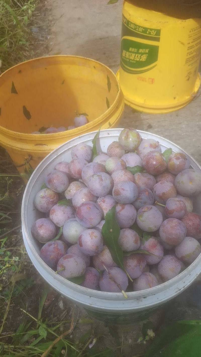 茂县脆红李。