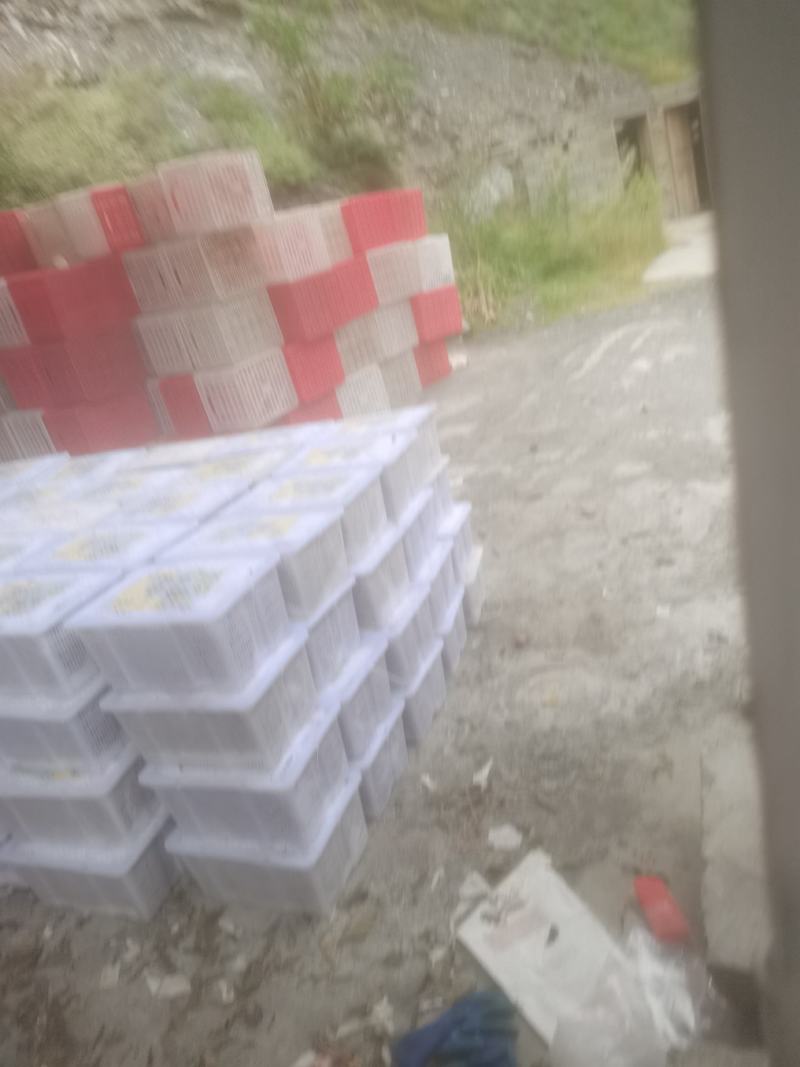 茂县脆红李。