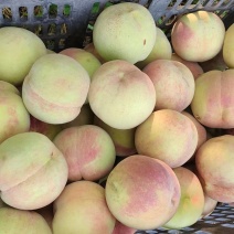 河北桃子精品雪桃基地一手货源对接电商市场商超可视频