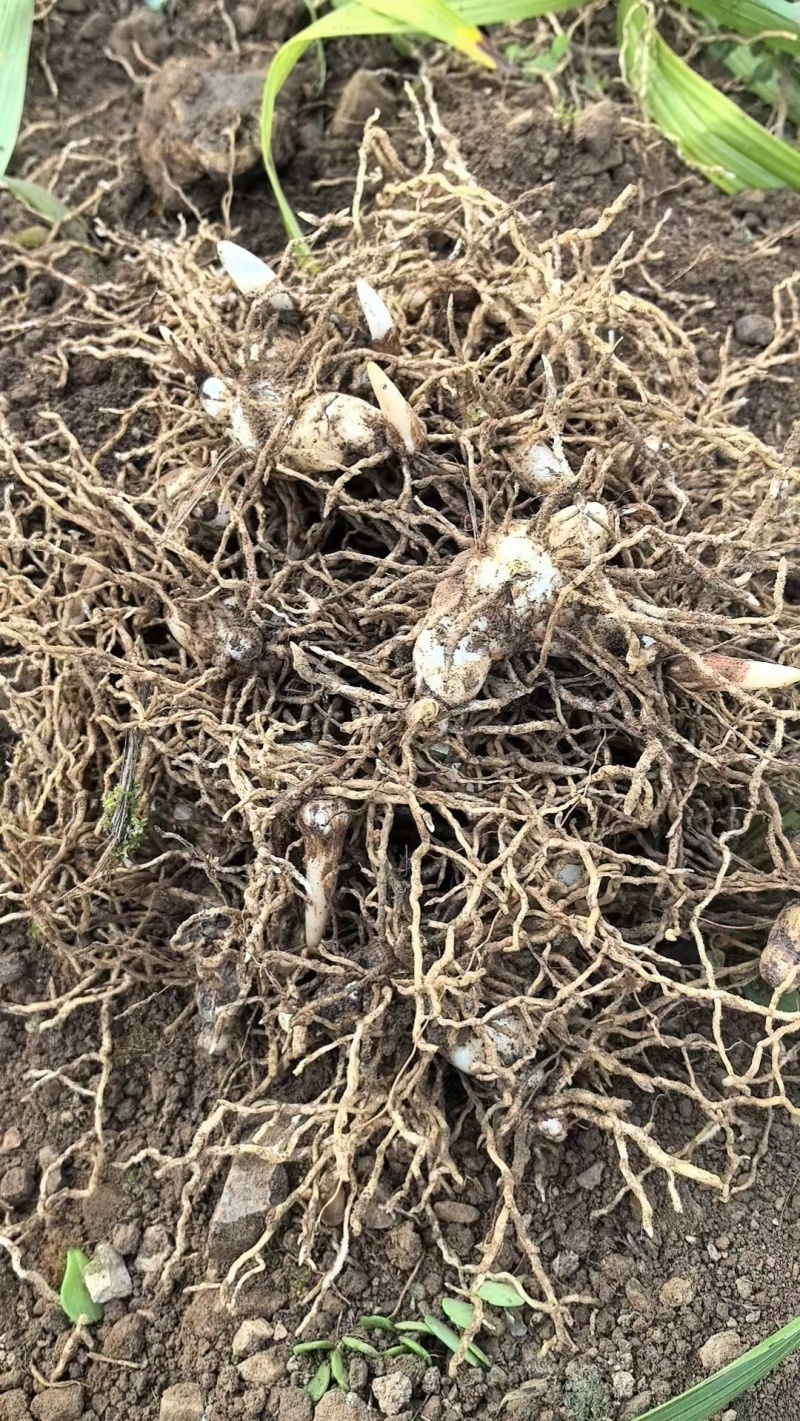 白芨紫花三叉白芨四川大白芨中宽叶大宽叶品种块茎芽头