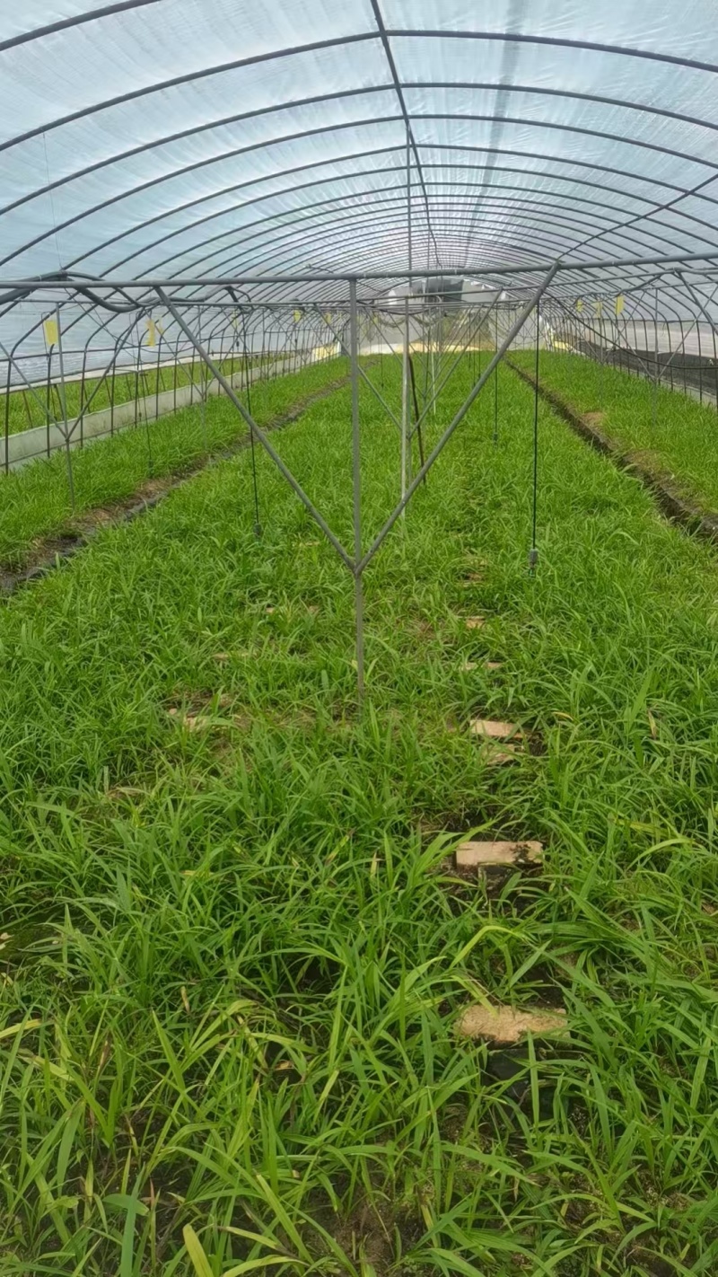 白芨苗紫花三叉大白芨基地直销现挖一手货源稳定供应